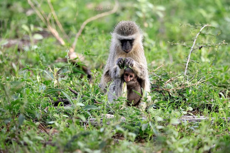 Vervet Monkey (Chlorocebus pygerythrus), adult, female, sitting, on the ground, mother, food, young, baby, social behaviour, caring for young, Kruger National Park, Kruger National Park, South Africa