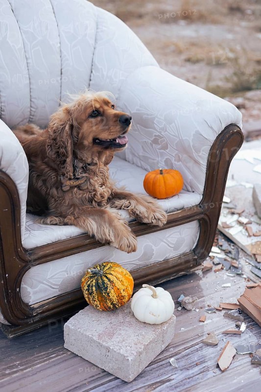 A friendly dog lounges comfortably on an ornate armchair, positioned in a rustic outdoor environment. The chair is surrounded by a few decorative pumpkins, suggesting a seasonal theme. In the background, there are hints of urban architecture, blending nature and city life. The atmosphere feels relaxed and inviting