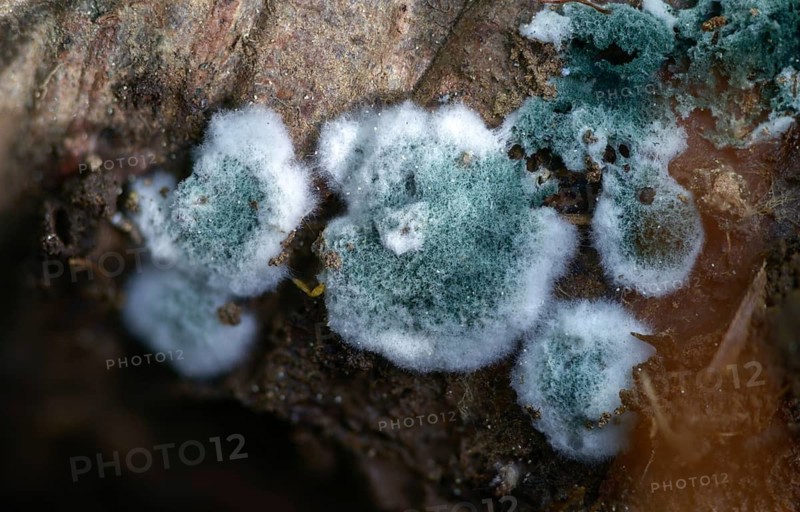 Mold, hose fungus spec., Trichoderma viride, fungi, fungi, fungi