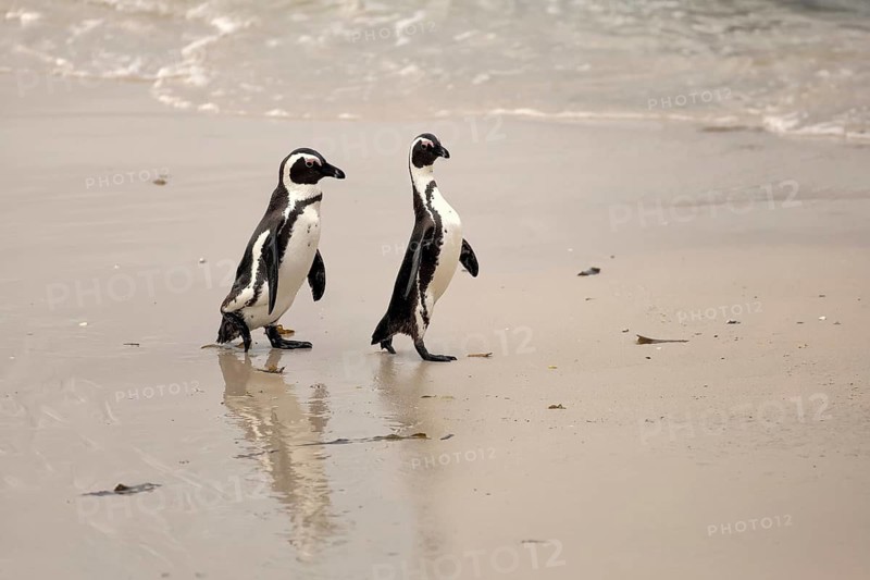 African penguin (Spheniscus demersus), adult, pair, walking, on the beach, by the water, Boulders Beach, Simonstown, Western Cape, South Africa