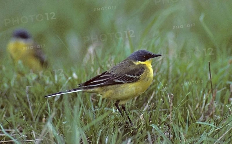 Dark-headed wagtail, motacilla flava thunbergi, Nordic sheeptail, birds, male, passeri, songbirds, birds