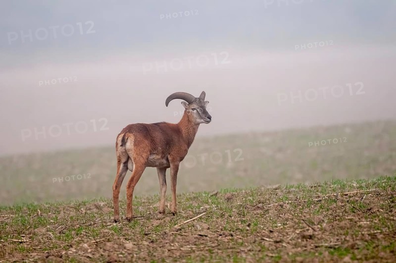 Artiodactyla, even-toed ungulate, mouflon, mouflon, mouflon, ovis gmelini musimon, cloven-hoofed, adolescent, juvenile, mammals, sheep, mammals, wild