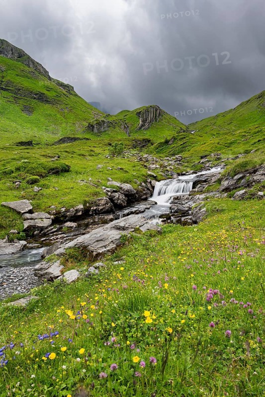 Bergbach Sousbach flows through picturesque green mountain landscape with flower meadow, long exposure, Bernese Alps, Bernese Oberland, Switzerland
