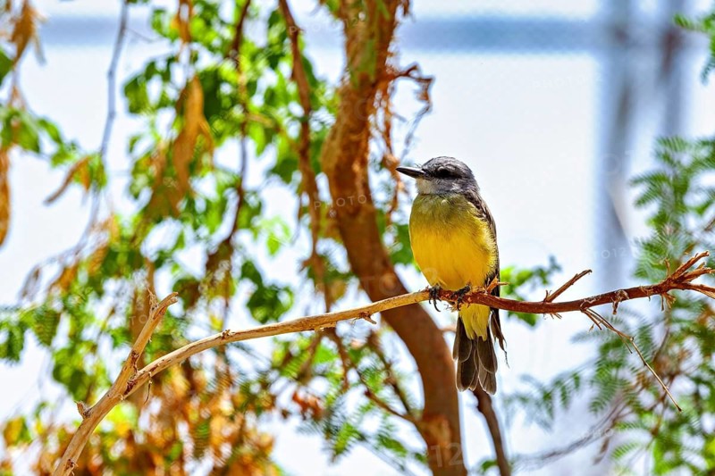 A bird is perched on a branch, surrounded by green leaves and bright light: a mourning tyrant (Tyrannus melancholicus) in an enclosure in Petrolina, Brazil