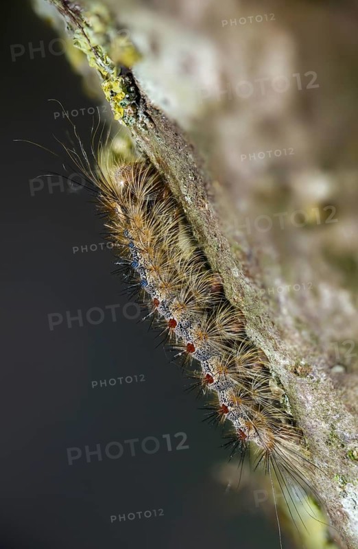 Gypsy moth, Lymantria dispar, sponge moth, butterfly, high size, portrait, inchworm, insects, moths, moths, moths, moths, caterpillar, butterfly
