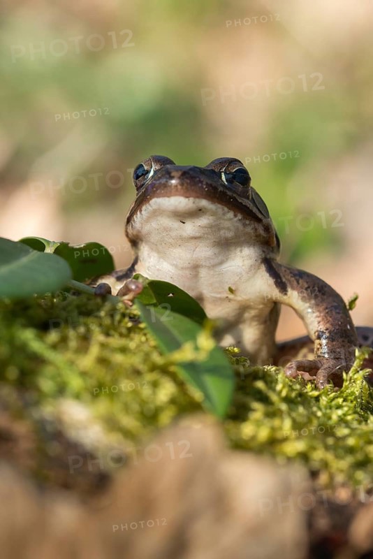 Agile frog, rana dalmatina, jumping frog, amphibians, amphibians, frog, frogs, spring, high size, portrait format, amphibians, spring