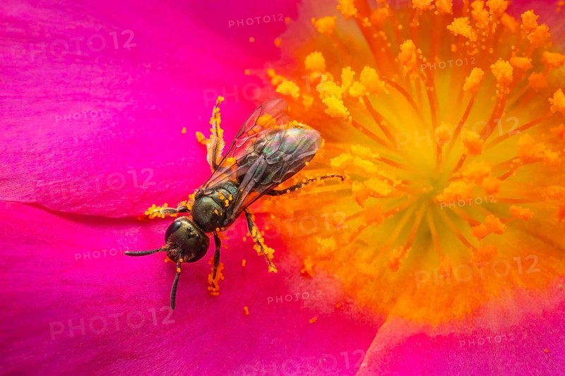 Macro photograph, slender bee (Lasioglossum), solitary bee on a pink flower covered in pollen, Bavaria, Germany