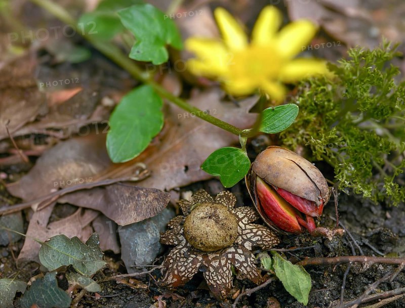 Astraeus Hygrometricus, Astraeus Koreanus, Earthstar Barometer, False Earthstar, Geastrum Commune, Hygroscopic Earthstar, Weather Star, Fungi, Fungi