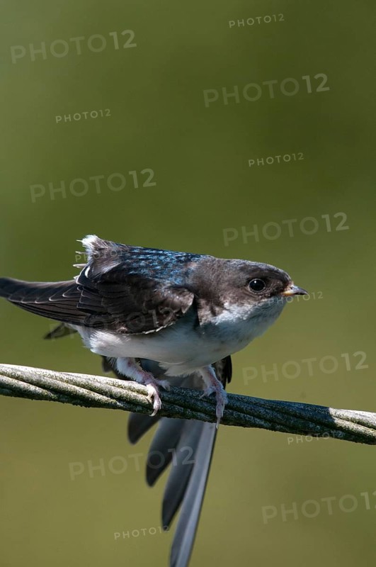 Delichon urbica, house martin, house martins, birds, plumage care, adolescent, high size, portrait, juvenile, passeri, preening, swallows, songbirds, birds