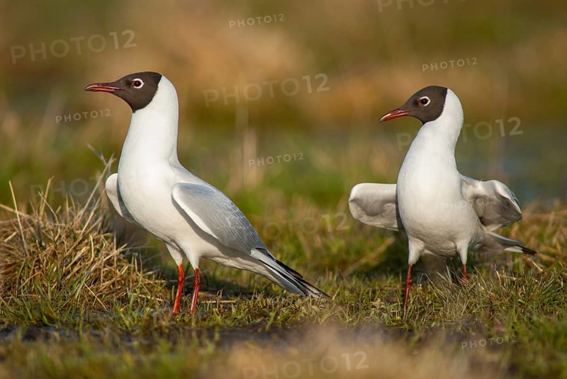 Black-headed gull, Chroicocephalus ridibundus, black-headed gull, Larus ridibundus, birds, charadriiformes, gulls, limicols, seagulls, birds