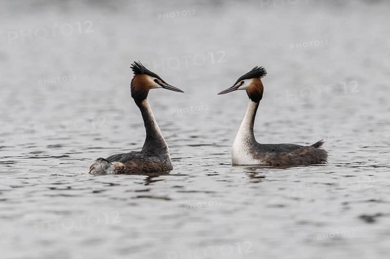 Great Crested Grebe (Podiceps Scalloped ribbonfish), courtship display, Emsland, Lower Saxony, Germany