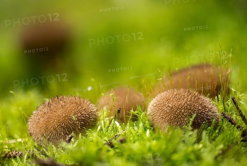 Hedgehog bovist, hedgehog dust, lycoperdon echinatum, dust, fungi, fungus, mushrooms, spiny puffball, spring puffball