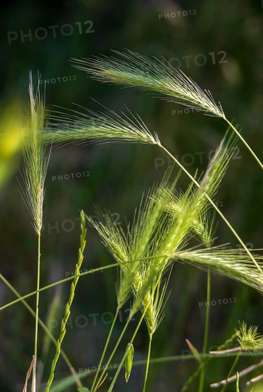 Hordelymus europaeus, forest barley, wood barley, flora, high size, portrait format, plants