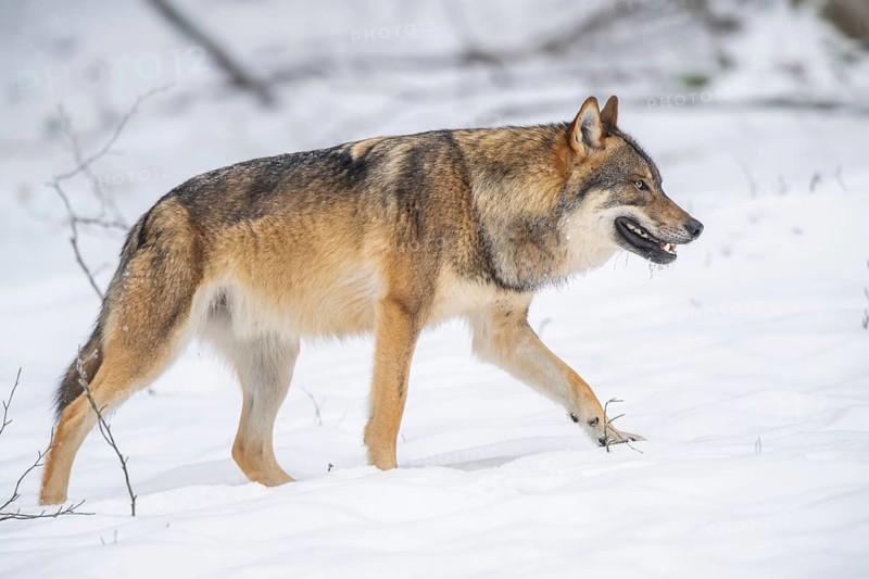 European gray wolf (Canis lupus lupus) walking in a forest in winter, snow, Bavaria, Germany