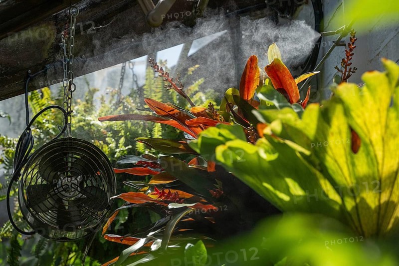 Fan that distributes the finest water droplets, exotic plants in the Tropical Corridor, a humid hot greenhouse that simulates a tropical habitat, Chelsea Physic Garden, historic botanical garden, oldest botanical garden in London, founded in 1673 by the Worshipful Society of Apothecaries, Chelsea, England, Great Britain