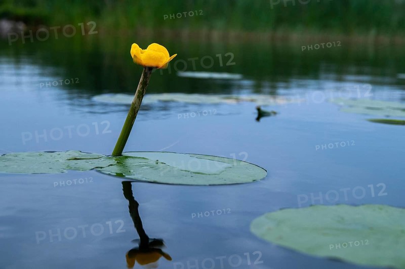 Brandy bottle, yellow pond mummel, nuphar lutea, nymphaeaceae, water lily family, pond cord, pond mummel, yellow water-lily, flora, yellow pond-lily, plants, plants, pond-rose