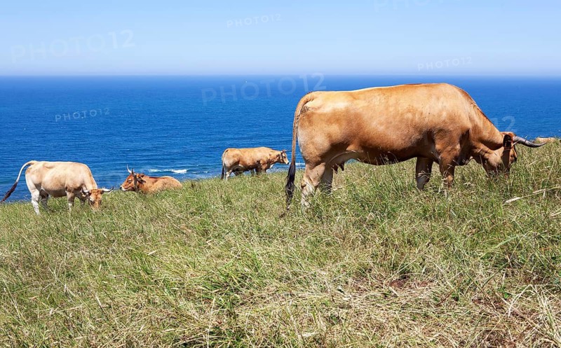 A herd of cows native of Pas graze on the slopes of San Vicente trail near Linera point in San vicente de la Barquera, a pleasent village in the Cantabric sea, Santander, Spain