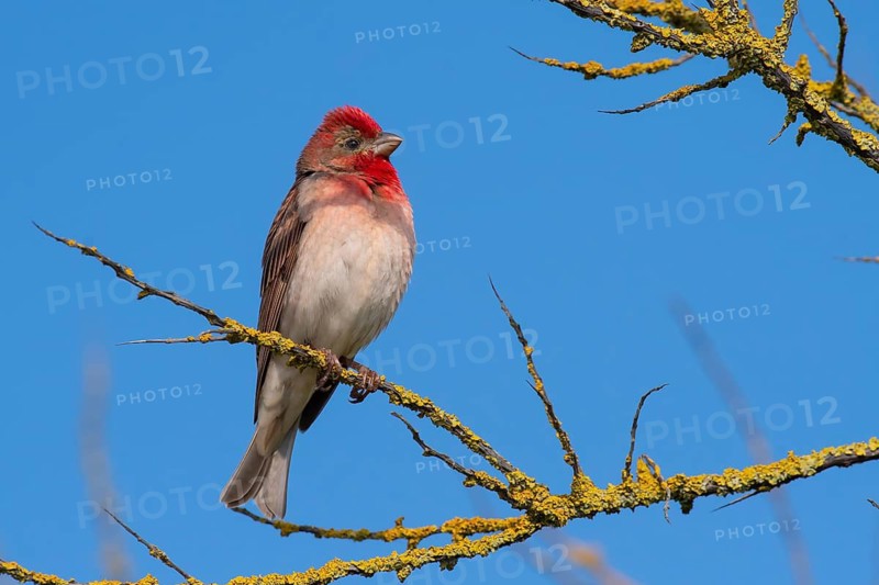 Common Rosefinch (Carpodacus erythrinus) male, Mecklenburg-Western Pomerania, Germany