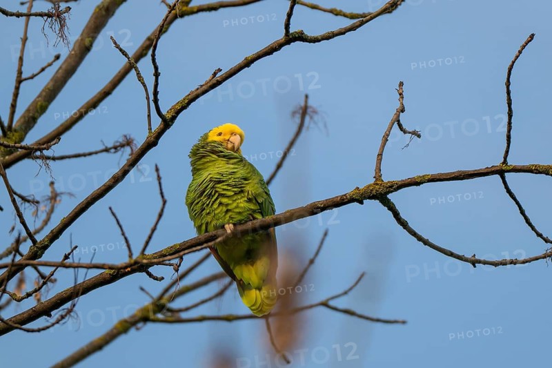 Yellow-headed Amazon (Amazona oratrix belizensis) on a branch, blue sky, Rosensteinpark, Stuttgart, Baden-Württemberg, Germany
