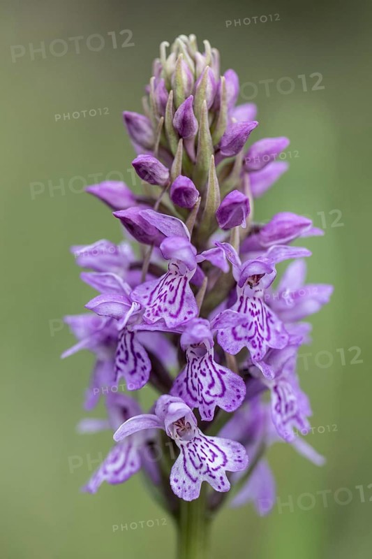 Moorland spotted orchid (Dactylorhiza maculata), Emsland, Lower Saxony, Germany
