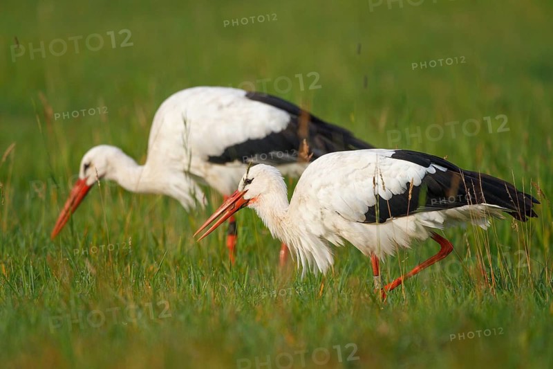 White Stork (Ciconia ciconia) foraging, North Rhine-Westphalia, Germany