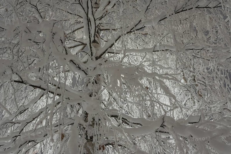 Snowy birch, Gällivare, Norrbotten, Lapland, Sweden, December 2023