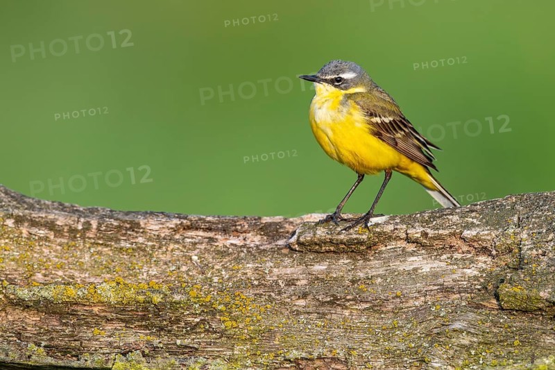 Yellow Wagtail (Motacilla flava), Lembruch, Lower Saxony, Germany