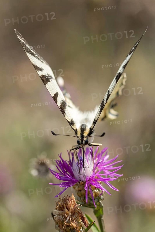 Brandenburg, Germany, Iphiclides Podalirius, Nabu project, national natural heritage, natural paradise Grünhaus, Scarce swallowtail, sailbutterfly, post-mining landscape, butterfly, green house, high size, portrait format, insects, pear-tree swallowtail, sail swallowtail, butterfly, butterflies