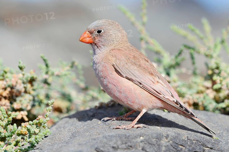 Desert Bunting (Bucanetes githagineus), male perched on a rock, Fuerteventura, Canary Islands, Spain