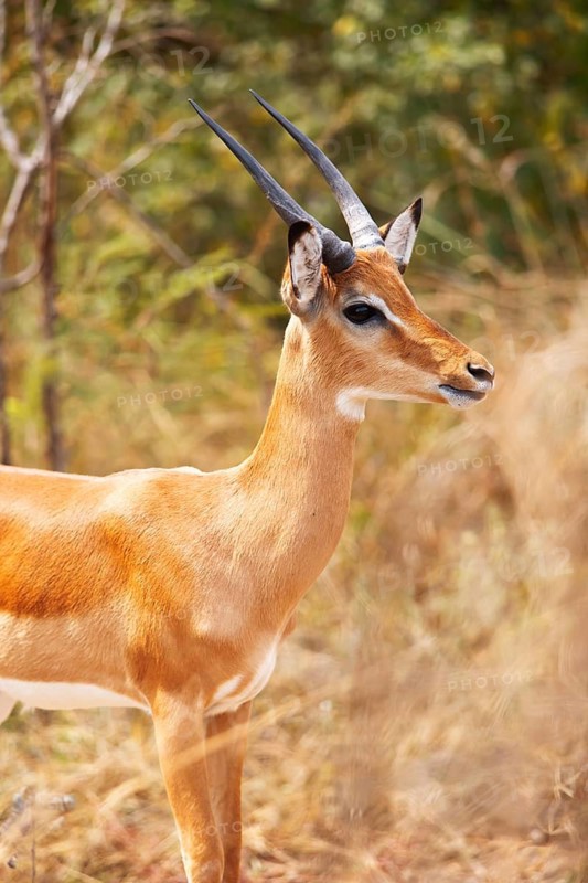 Impala (Aepyceros), Akagera National Park or Kagera National Park, Eastern Province, Rwanda