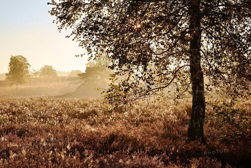 Silver birch (Betula pendula) in heathland at sunrise, backlit, Westruper Heide, North Rhine-Westphalia, Germany