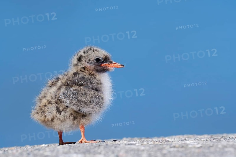 Arctic tern (Sterna paradisaea), chick, Schleswig-Holstein, Germany