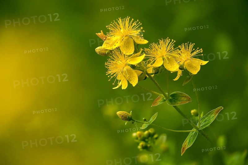 Detected St. John's wort, common St. John's wort, hardhay, hypericaceae, hypericum perforatum, St. John's wort, St. John's wort, spotted hard hay, spotted St. John's wort, spotted St. John's wort, plants, plants