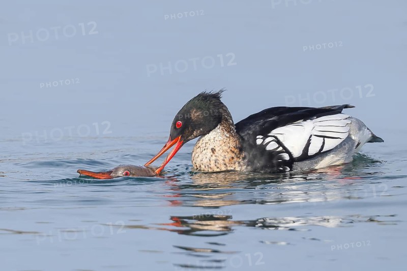 Merganser (Mergus serrator) mating in shallow water of the Baltic Sea, wildlife, nature photography, merganser, Baltic Sea, Baltic Sea island Fehmarn, East Holstein, Schleswig-Holstein, Germany