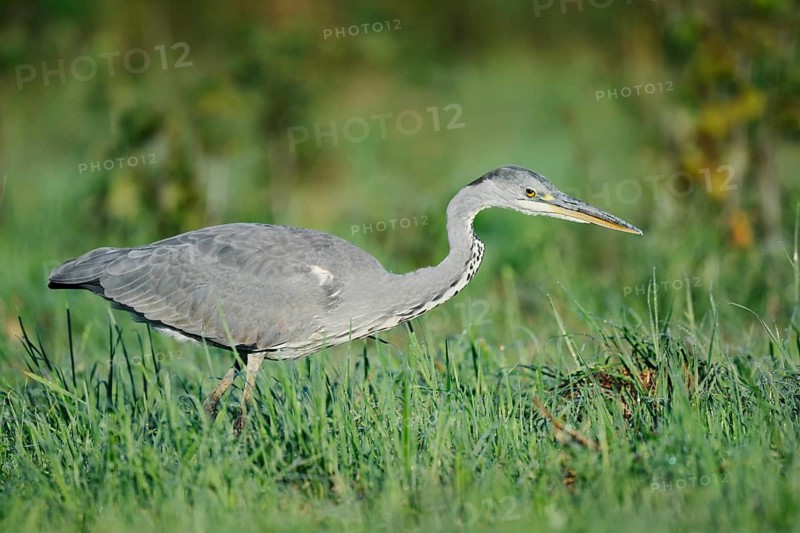 Grey heron (Ardea cinerea) foraging in a meadow, North Rhine-Westphalia, Germany