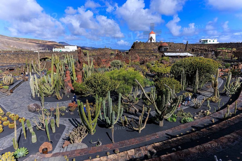 Lanzarote, Canary Islands, Spain, Europe, Cesar Manrique Jardin de Cactus near Guatiza, extensive cactus landscape with windmill on the horizon, under a clear sky