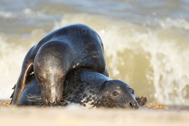 Atlantic grey seal (Halichoerus grypus) two adult animals in love courting in the breaking waves of the sea on a seaside beach, England, United Kingdom