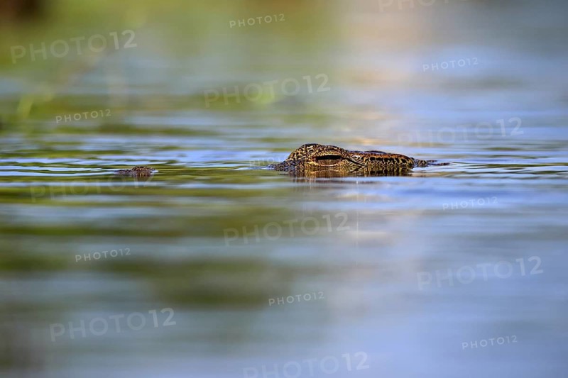 Nile crocodile (Crocodylus niloticus), adult, in the water, swimming, portrait, iSimangaliso Wetland Park, KwaZulu-Natal, South Africa
