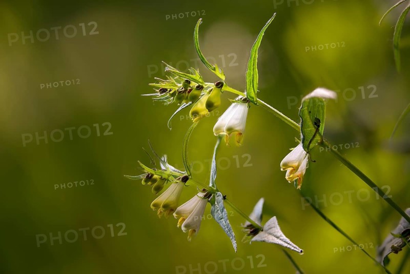 Brownroot, melampyrum sylvaticum, scrophulariaceae, forest quail wheat, flora, plants, plants, small cow-wheat