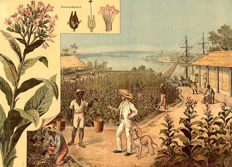 Cultivation, harvesting and removal of tobacco leaves in a colonial plantation economy. In the background you can see drying sheds and a sailing ship at a coastal town ready for export, tobacco, Nicotiana tabacum, school painting, illustration, reproduction from a model from the 19th century. School picture, mural, authentic, file restored for optimal use, exact date of original unknown, historical