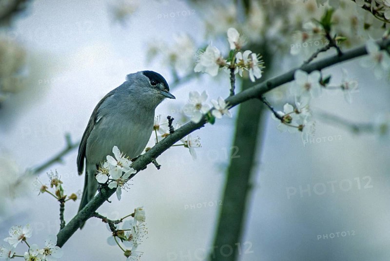 Blackcap, blackcap, blackcap, Sylvia atricapilla, birds, spring, male, passeri, songbirds, songbirds, jump, birds