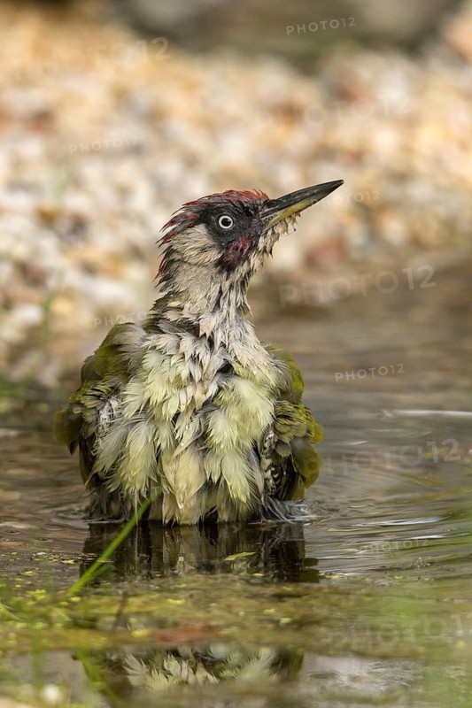 Green woodpecker, green woodpecker, picus viridis, bath, bird bath, birds, piciformes, woodpeckers, watering place, birdbath, birds, watering place, woodpecker
