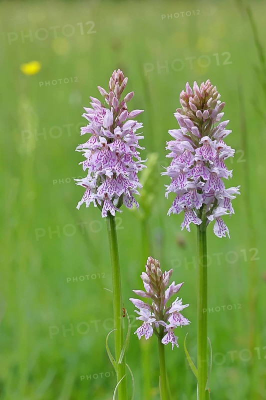 Moorland spotted orchid (Dactylorhiza maculata), on a rough pasture in a nature reserve, inflorescence, close-up, Wilnsdorf, North Rhine-Westphalia, Germany