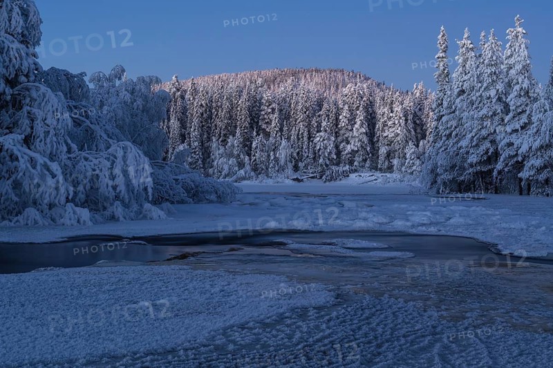 Snowy forest, Råneälven, Nattavaara, Norrbotten, Lapland, Sweden, November 2023