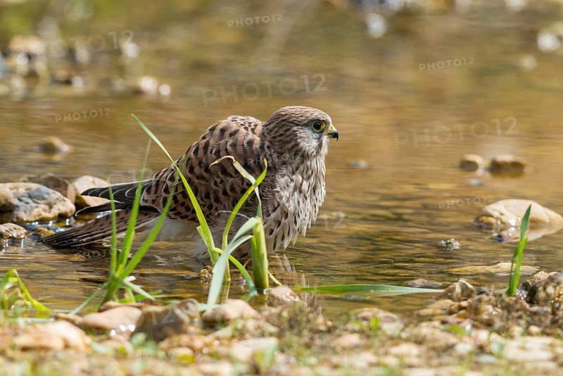 Falco Tinnunculus, Kestrel, Kestrel, Bath, Bird Bath, Birds, Falcon, Falconiformes, Falcons, Birds of Prey, Hawk, Raptors, Drinking, Birdbath, Birds, Watering Place