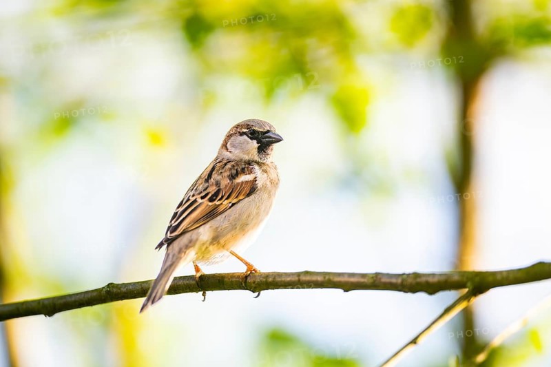 House sparrow (Passer domesticus) sitting on a branch, Bavaria, Germany