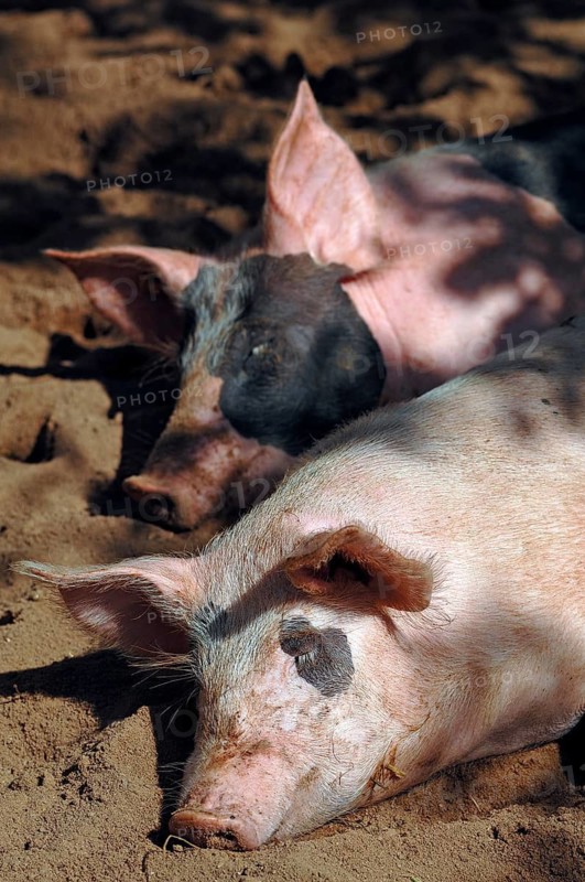 Domestic pigs (Sus scrofa domestica) are sleeping in the sand at Tiergarten, Am Tiergarten 30, Nuremberg, Middle Franconia, Bavaria, Germany