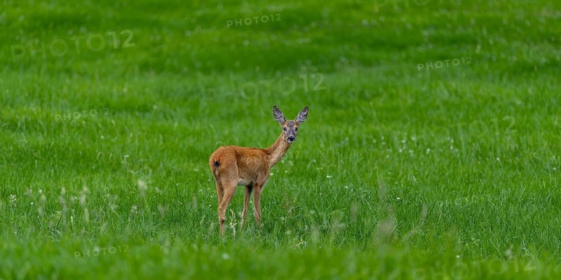 Roe deer (Capreolus capreolus) – a doe in the evening light in a woodland clearing, Allgäu, Bavaria, Germany, Allgäu, Bavaria, Germany