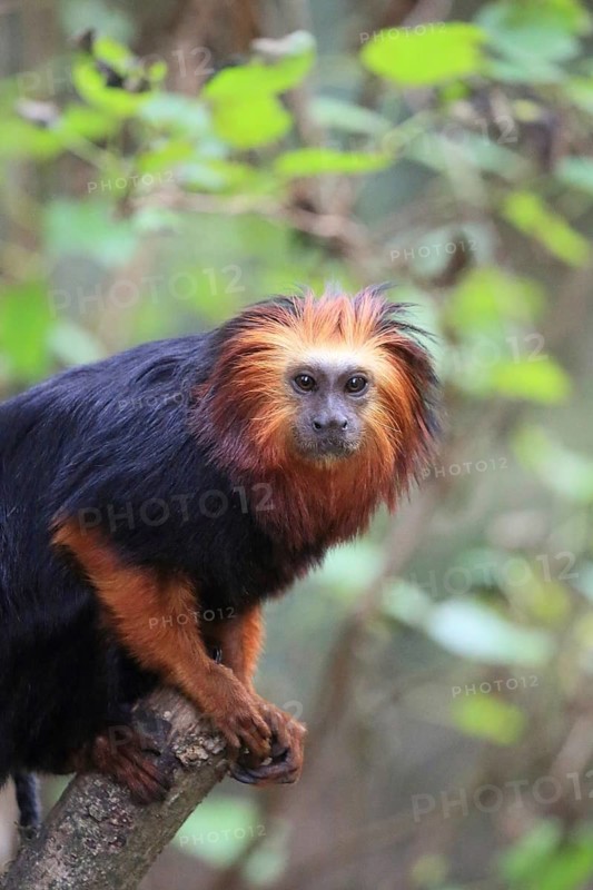 A monkey with striking red and black fur is sitting on a branch in the forest: a golden-headed lion tamarin (Leontopithecus chrysomelas), in captivity, Apenheul, Netherlands