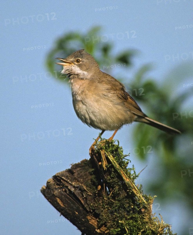 Warbler, Sylvia Communis, Whitethroat, Birds, Song, High Size, Portrait, Male, Passeri, Singing, Songbirds, Birds